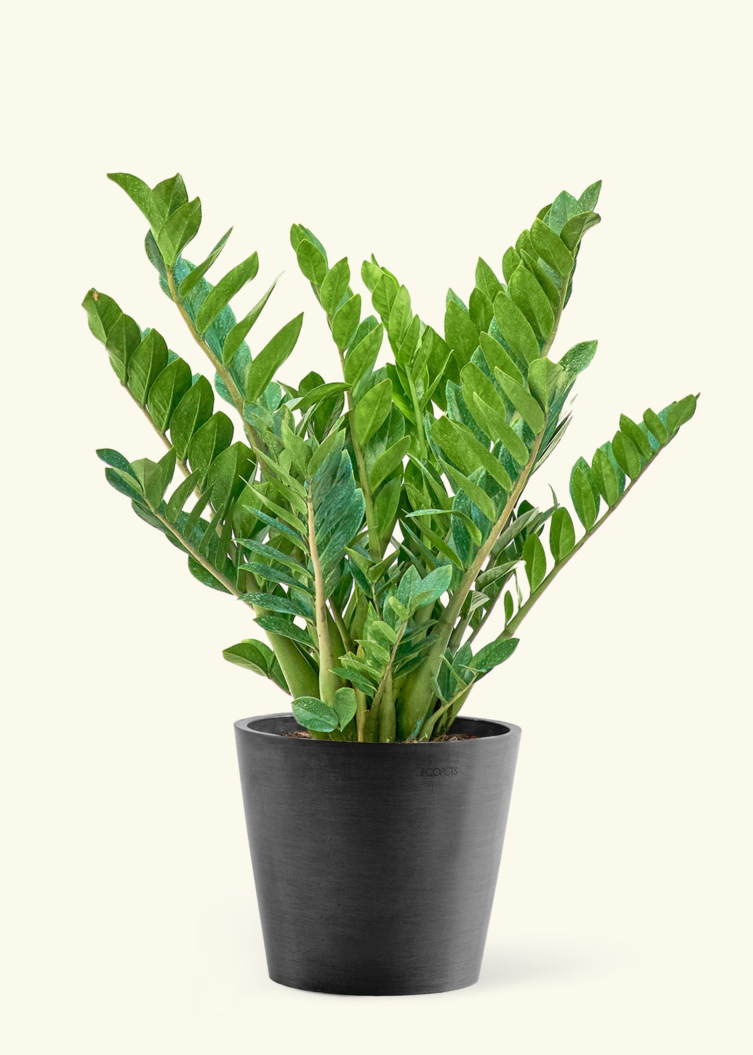 10" Large ZZ Plant (Zamioculcas zamiifolia) in a black pot.