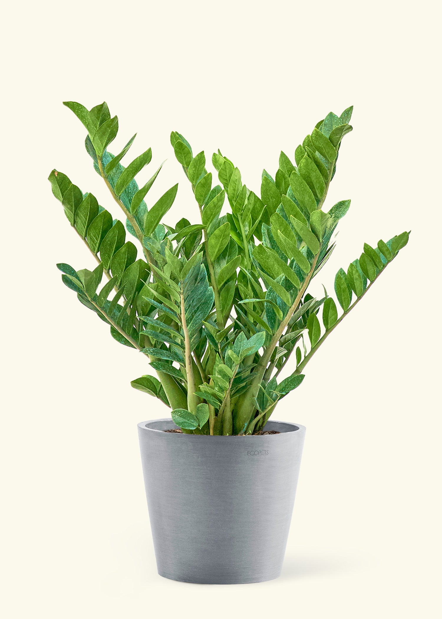 10" Large ZZ Plant (Zamioculcas zamiifolia) in a gray stone pot.