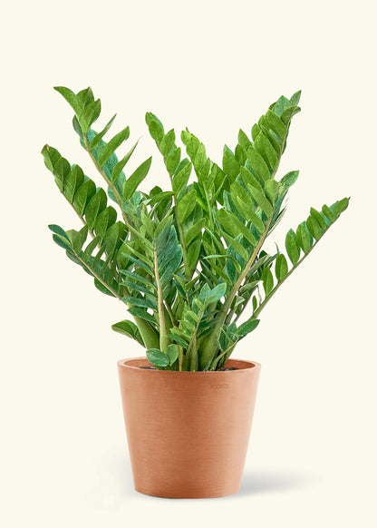 10" Large ZZ Plant (Zamioculcas zamiifolia) in a terracotta pot.