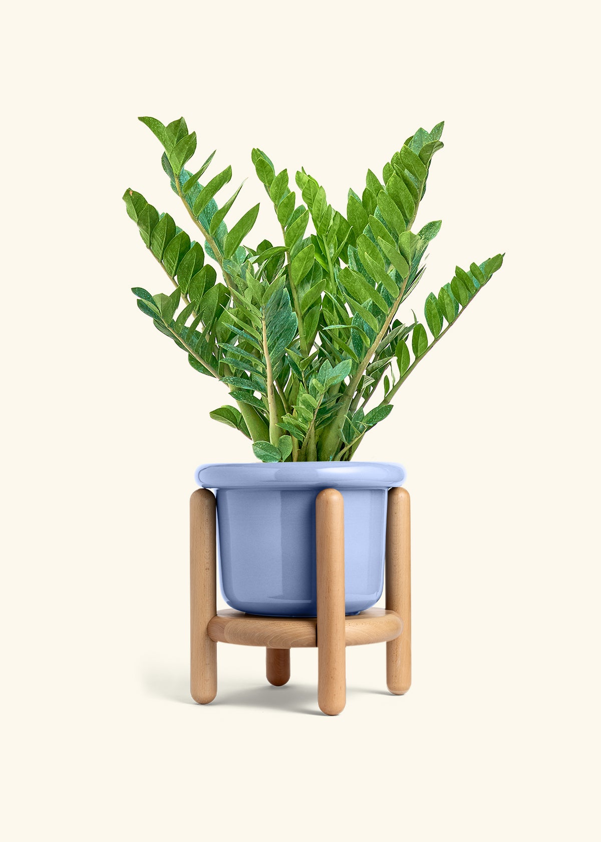ZZ Plant in a 10 inches Fat Lip Blue Planter in a Beech Wood Stand
