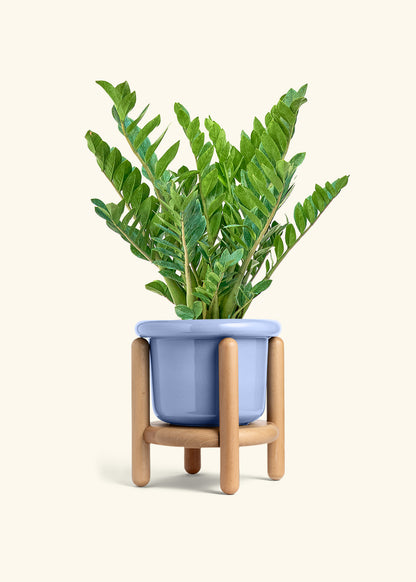 ZZ Plant in a 10 inches Fat Lip Blue Planter in a Beech Wood Stand