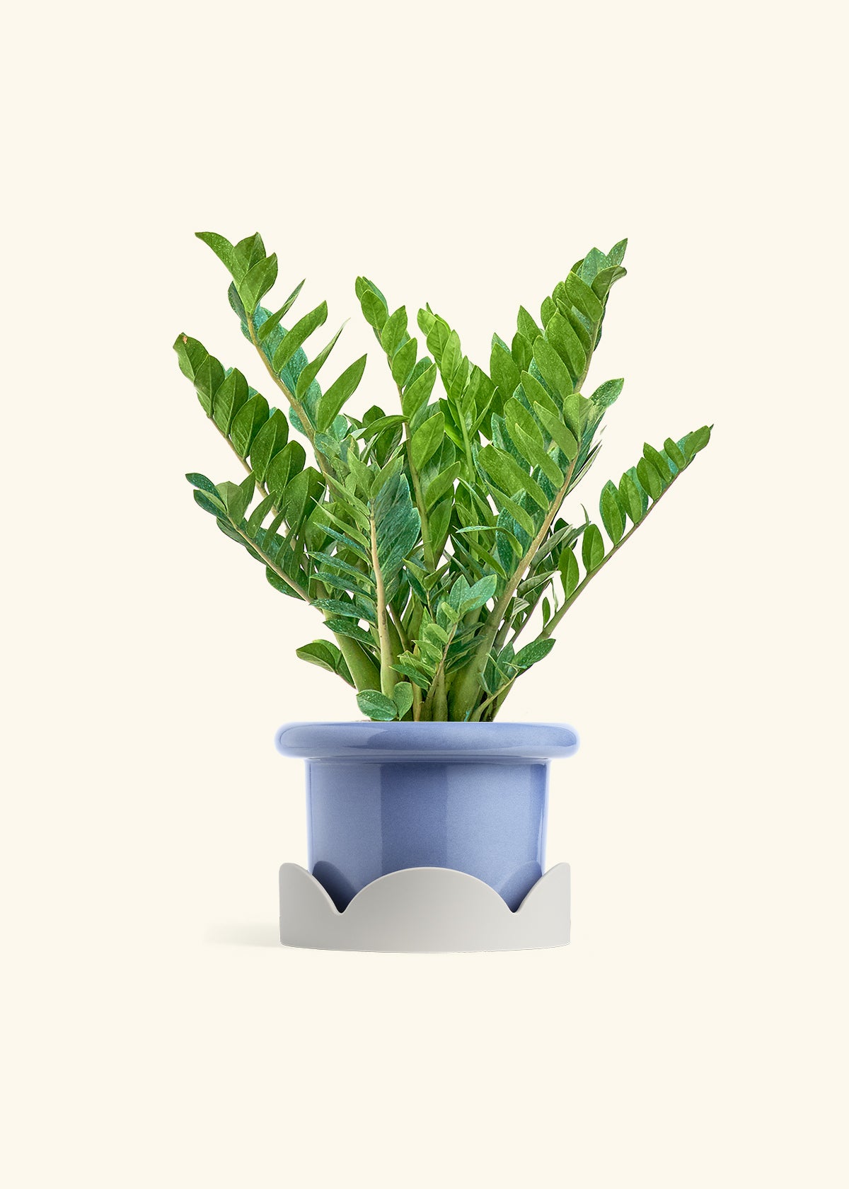 ZZ Plant in a 10 inches Fat Lip Blue Planter in a Oat Petal Drip Tray