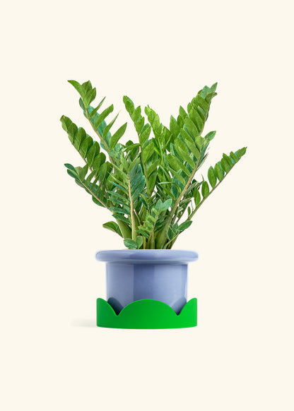ZZ Plant in a 10 inches Fat Lip Blue Planter in a Shamrock Petal Drip Tray