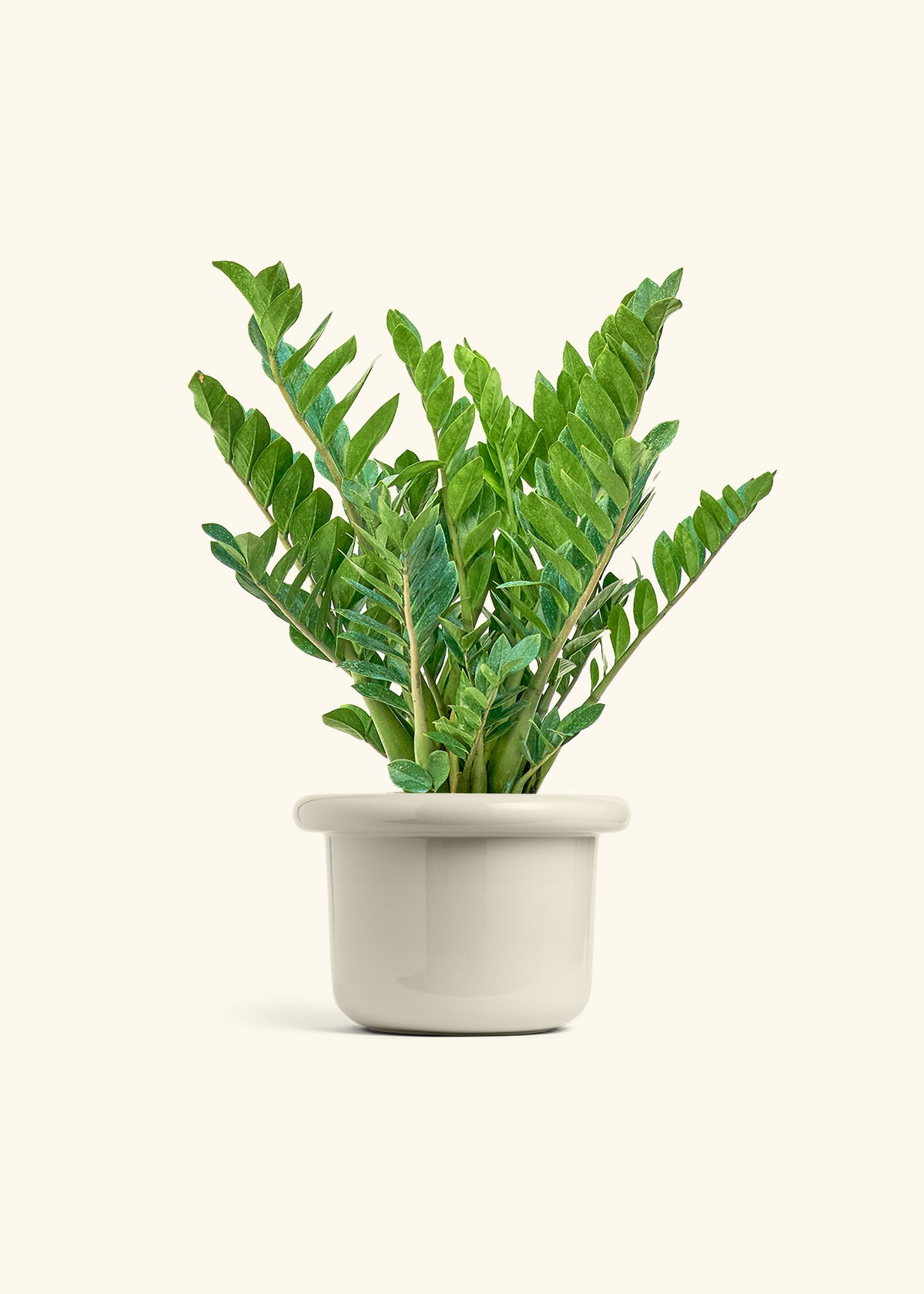 ZZ Plant in a 10 inches Fat Lip Oat Planter 