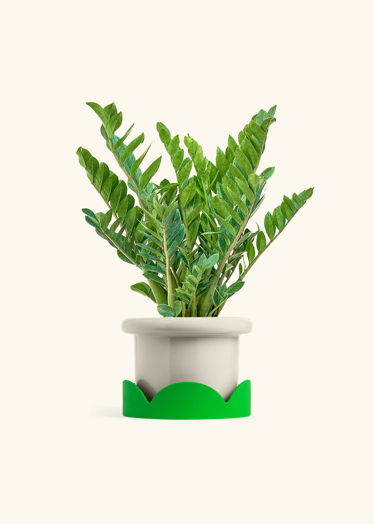 ZZ Plant in a 10 inches Fat Lip Oat Planter in a Shamrock Petal Drip Tray