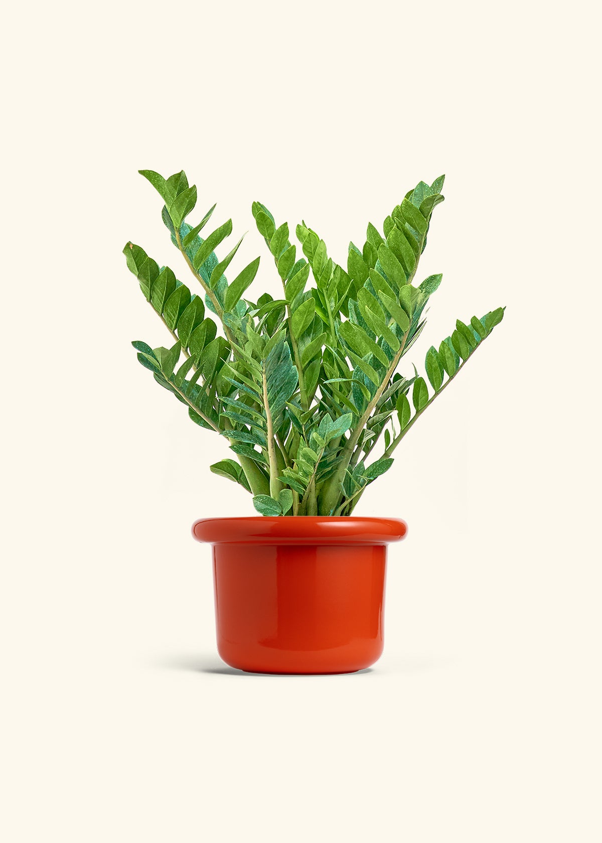 ZZ Plant in a 10 inches Fat Lip Red Planter 