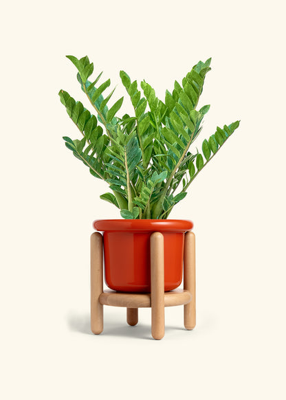 ZZ Plant in a 10 inches Fat Lip Red Planter in a Beech Wood Stand