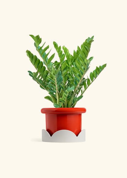 ZZ Plant in a 10 inches Fat Lip Red Planter in a Oat Petal Drip Tray