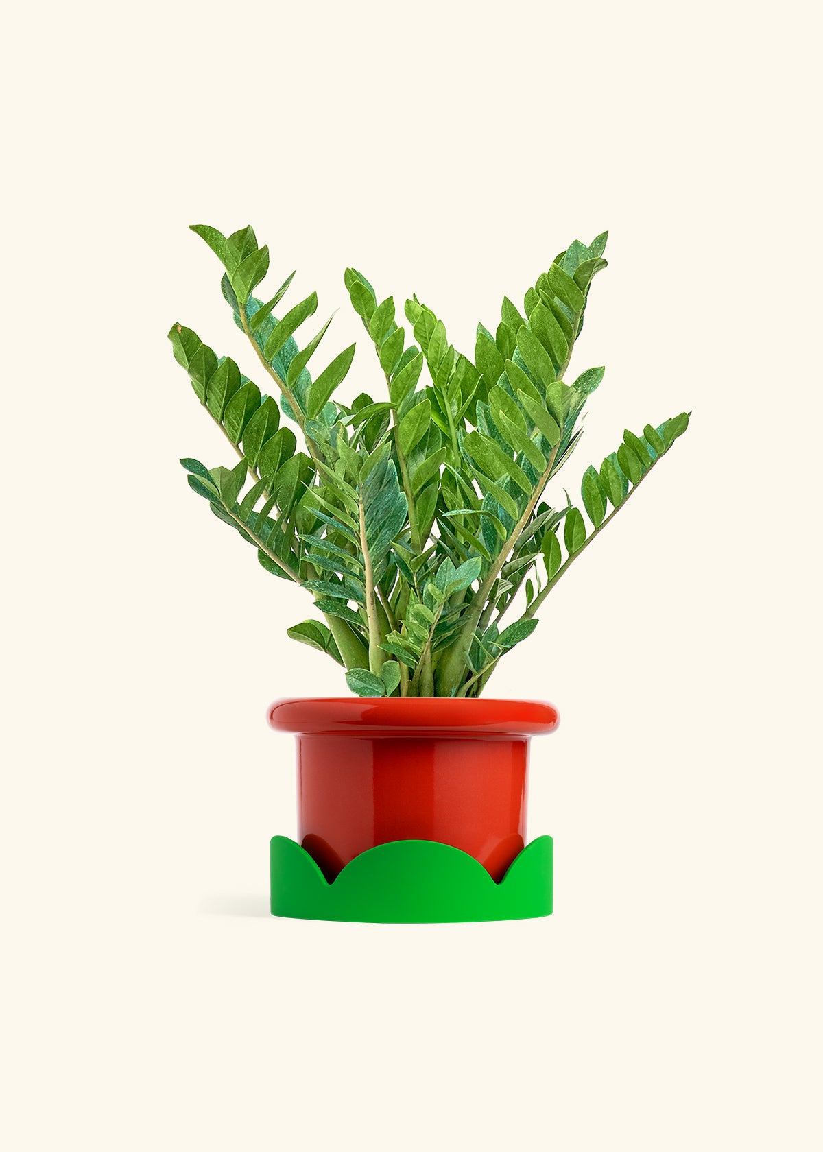 ZZ Plant in a 10 inches Fat Lip Red Planter in a Shamrock Petal Drip Tray
