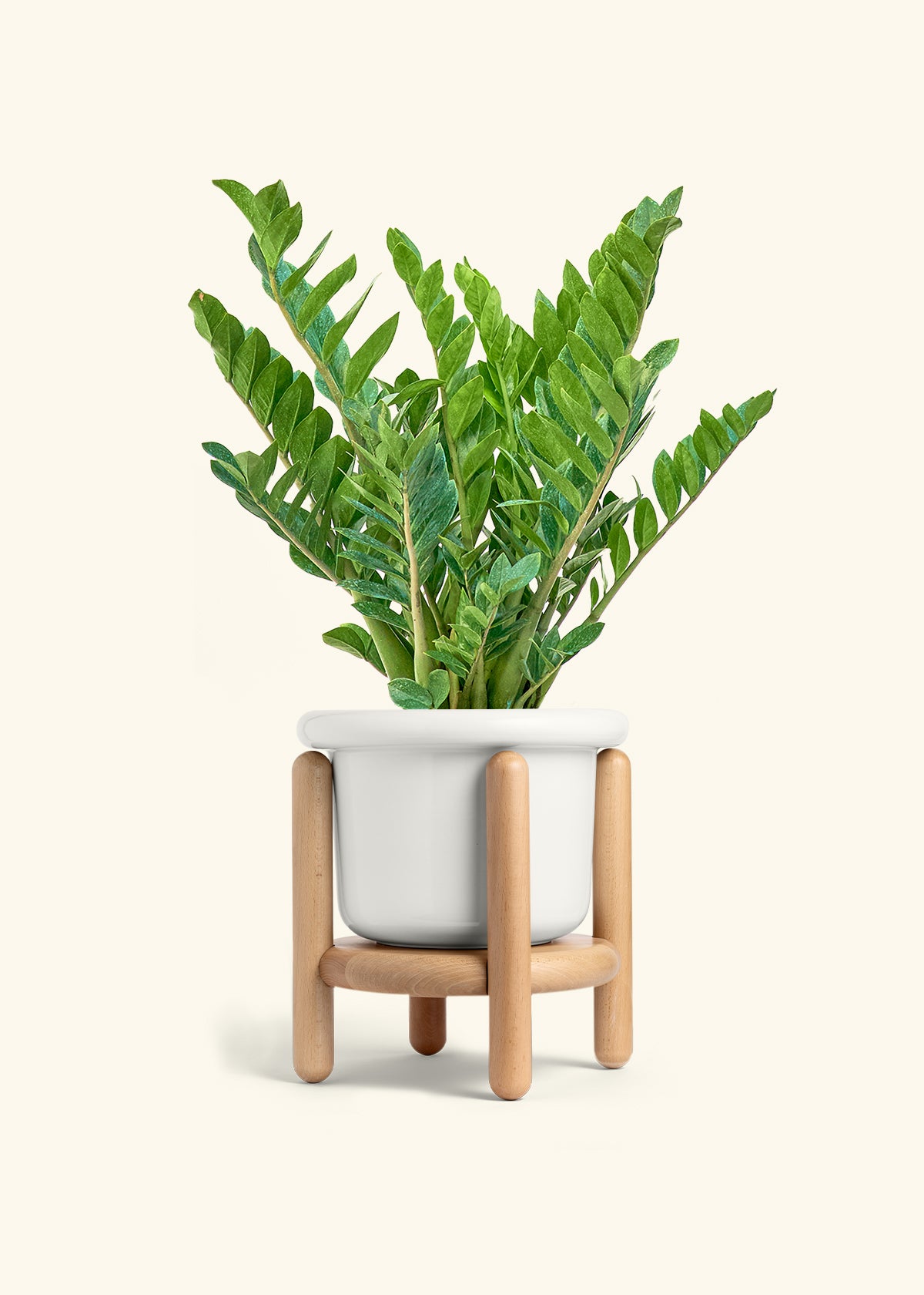 ZZ Plant in a 10 inches Fat Lip White Planter in a Beech Wood Stand