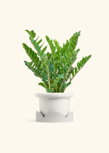 ZZ Plant in a 10 inches Fat Lip White Planter in a Oat Petal Drip Tray