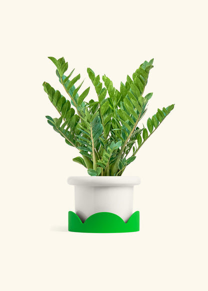 ZZ Plant in a 10 inches Fat Lip White Planter in a Shamrock Petal Drip Tray