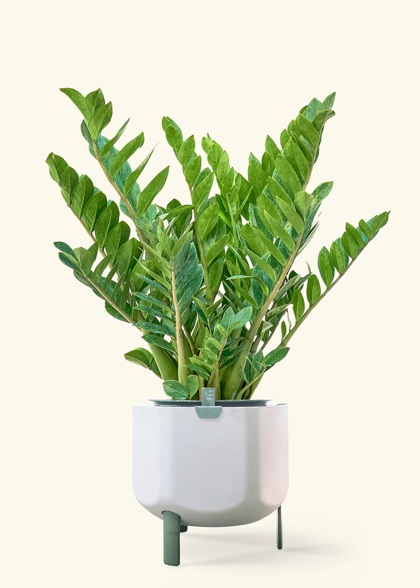 ZZ Plant in a 10 inches sage self watering pot