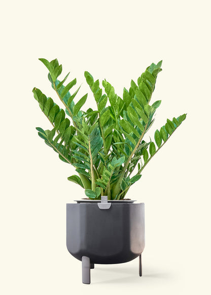 ZZ Plant in a 10 inches charcoal self watering pot