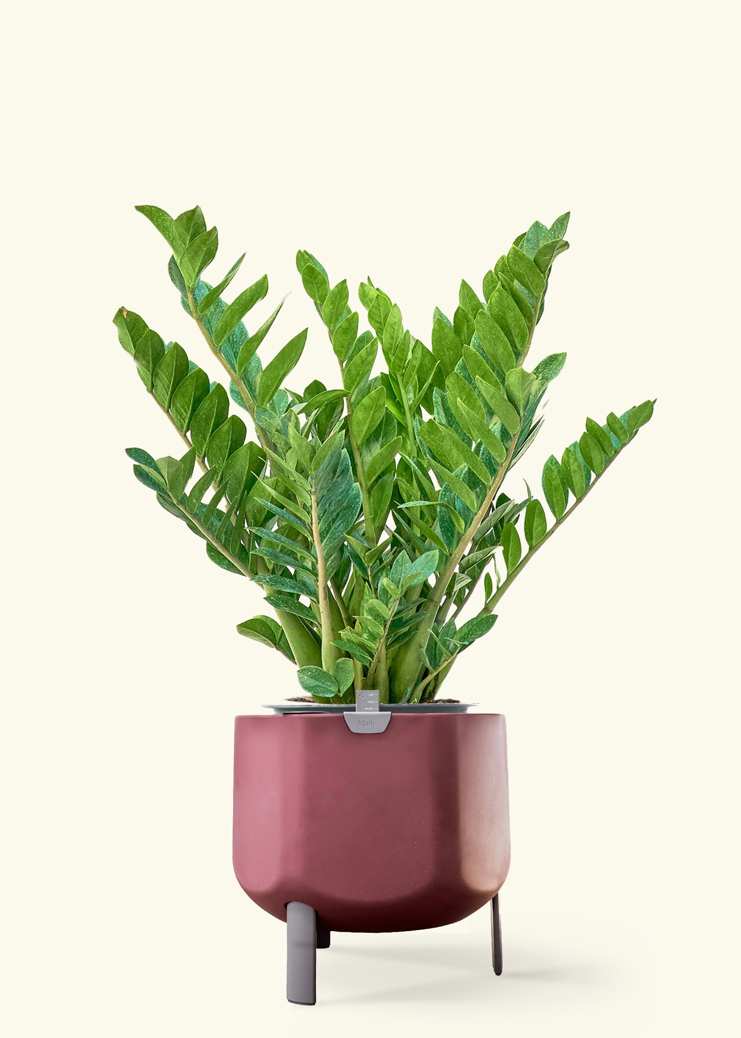 ZZ Plant in a 10 inches terracotta self watering pot