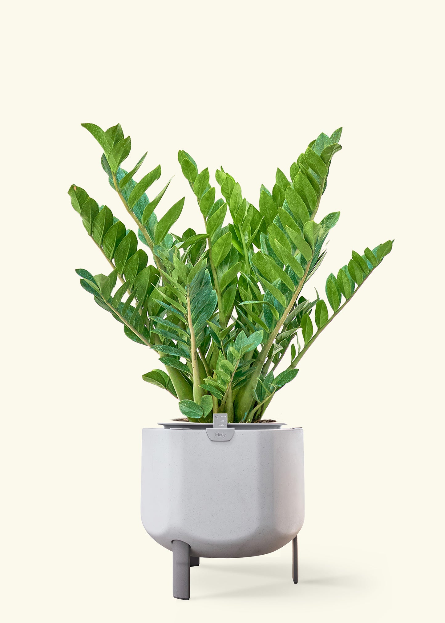 ZZ Plant in a 10 inches stone self watering pot