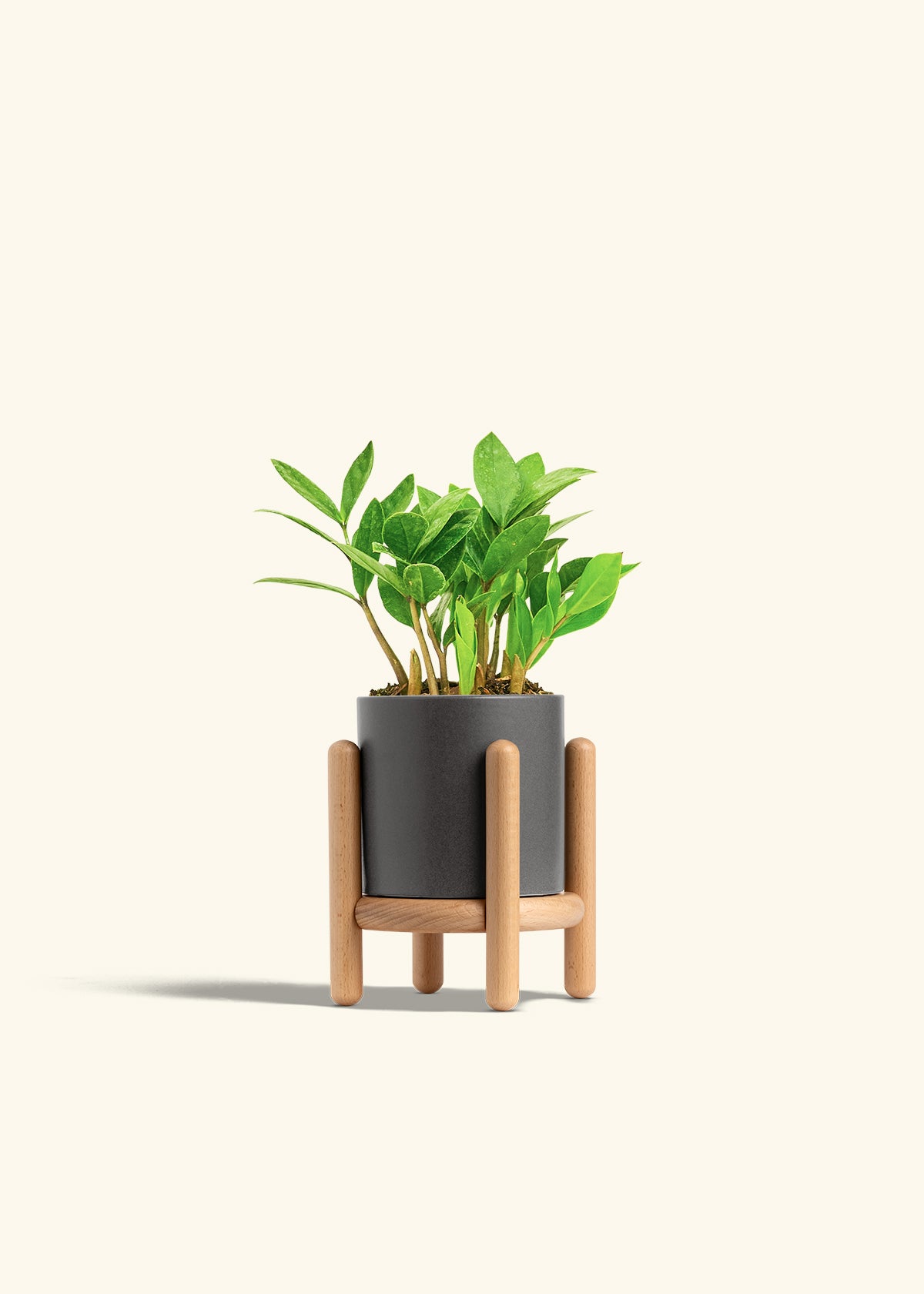 ZZ Plant in a 4 inches Charcoal Classic Cylinder Planter in a Shamrock Petal Drip Tray