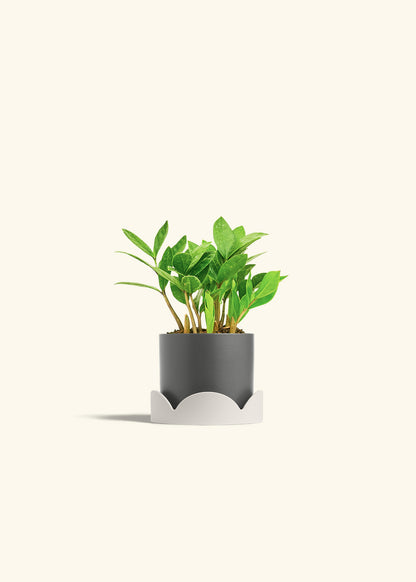 ZZ Plant in a 4 inches Charcoal Classic Cylinder Planter in a Oat Petal Drip Tray
