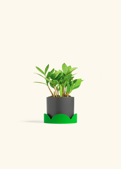 ZZ Plant in a 4 inches Charcoal Classic Cylinder Planter in a Beech Wood Stand