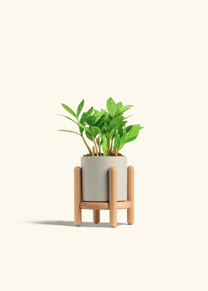 ZZ Plant in a 4 inches Oat Classic Cylinder Planter in a Beech Wood Stand
