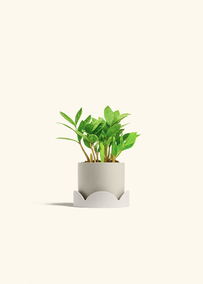 ZZ Plant in a 4 inches Oat Classic Cylinder Planter in a Oat Petal Drip Tray