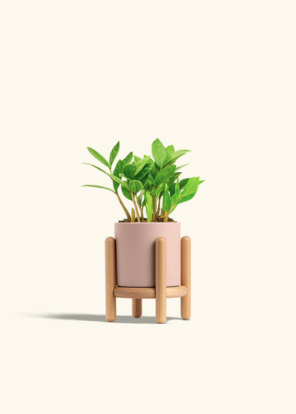 ZZ Plant in a 4 inches Pink Classic Cylinder Planter in a Beech Wood Stand