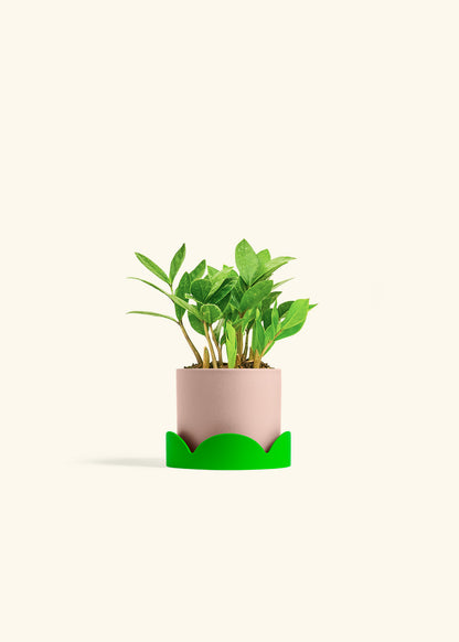 ZZ Plant in a 4 inches Pink Classic Cylinder Planter in a Shamrock Petal Drip Tray