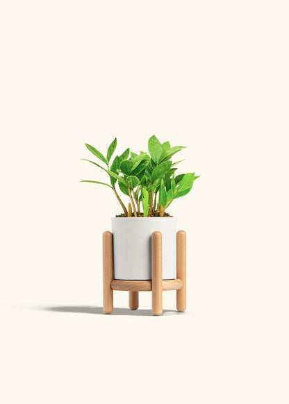 ZZ Plant in a 4 inches White Classic Cylinder Planter in a Beech Wood Stand