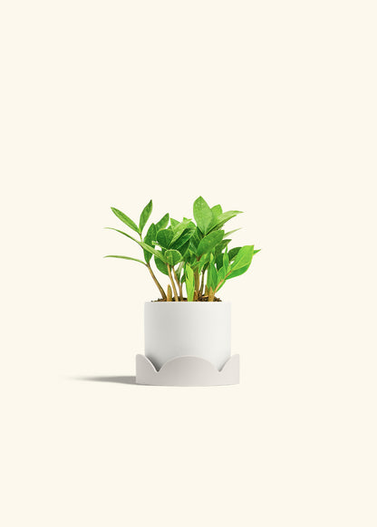 ZZ Plant in a 4 inches White Classic Cylinder Planter in a Oat Petal Drip Tray