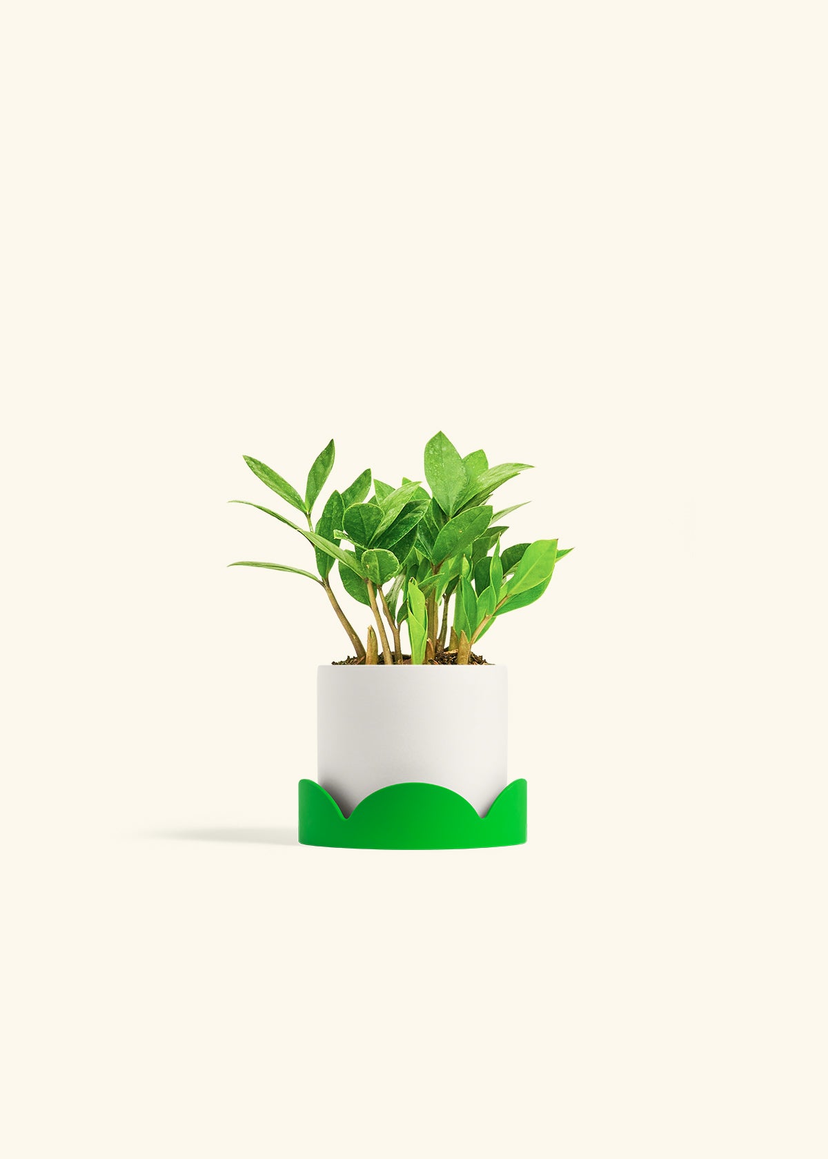 ZZ Plant in a 4 inches White Classic Cylinder Planter in a Shamrock Petal Drip Tray