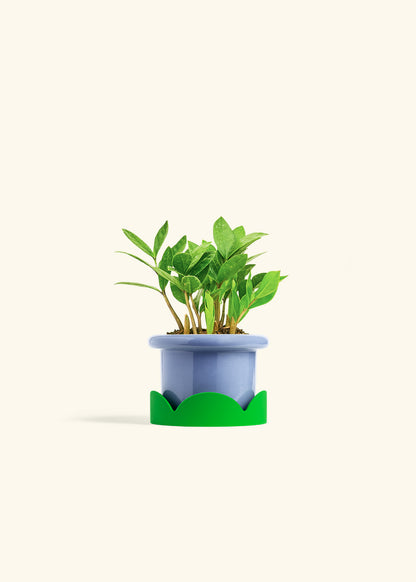 ZZ Plant in a 4 inches Fat Lip Blue Planter in a Shamrock Petal Drip Tray