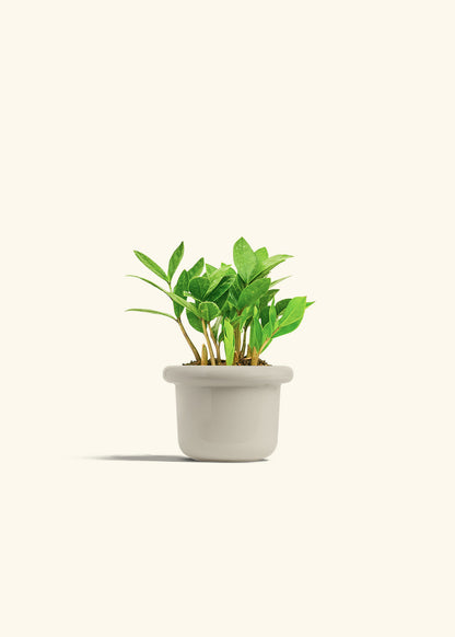 ZZ Plant in a 4 inches Fat Lip Oat Planter 