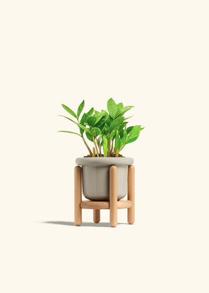 ZZ Plant in a 4 inches Fat Lip Oat Planter in a Beech Wood Stand