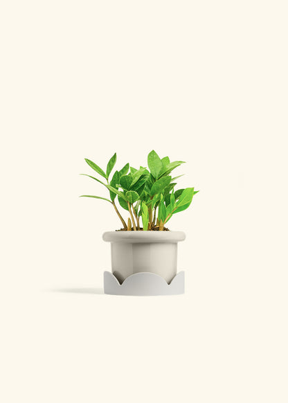 ZZ Plant in a 4 inches Fat Lip Oat Planter in a Oat Petal Drip Tray