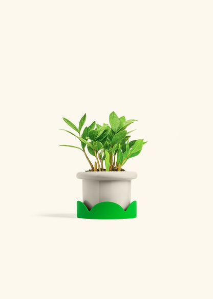 ZZ Plant in a 4 inches Fat Lip Oat Planter in a Shamrock Petal Drip Tray