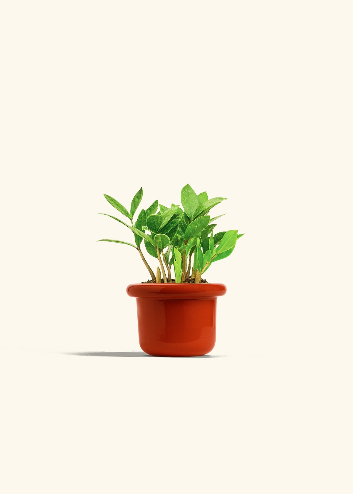 ZZ Plant in a 4 inches Fat Lip Red Planter 