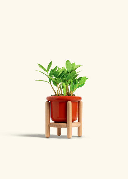 ZZ Plant in a 4 inches Fat Lip Red Planter in a Beech Wood Stand