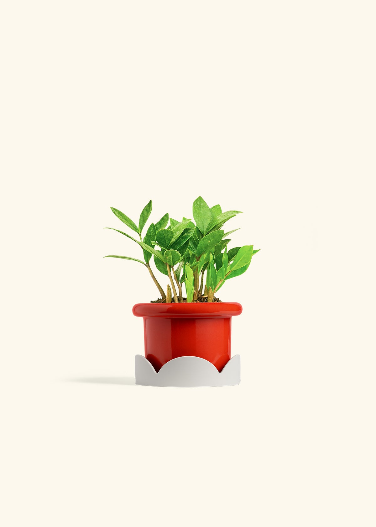 ZZ Plant in a 4 inches Fat Lip Red Planter in a Oat Petal Drip Tray