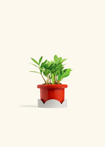 ZZ Plant in a 4 inches Fat Lip Red Planter in a Oat Petal Drip Tray