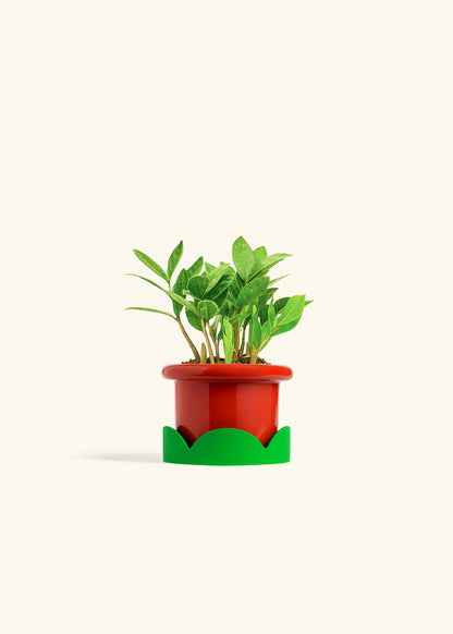 ZZ Plant in a 4 inches Fat Lip Red Planter in a Shamrock Petal Drip Tray