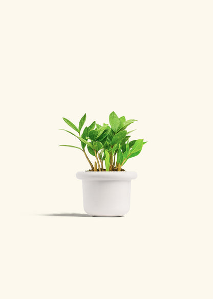 ZZ Plant in a 4 inches Fat Lip White Planter 