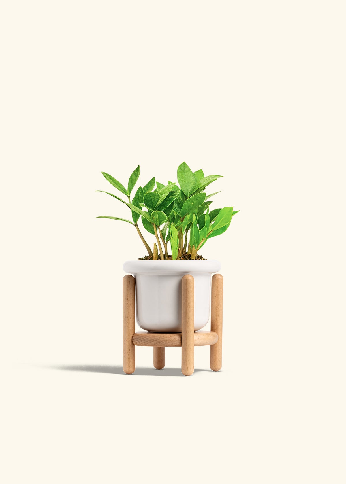 ZZ Plant in a 4 inches Fat Lip White Planter in a Beech Wood Stand