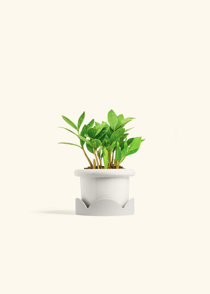 ZZ Plant in a 4 inches Fat Lip White Planter in a Oat Petal Drip Tray