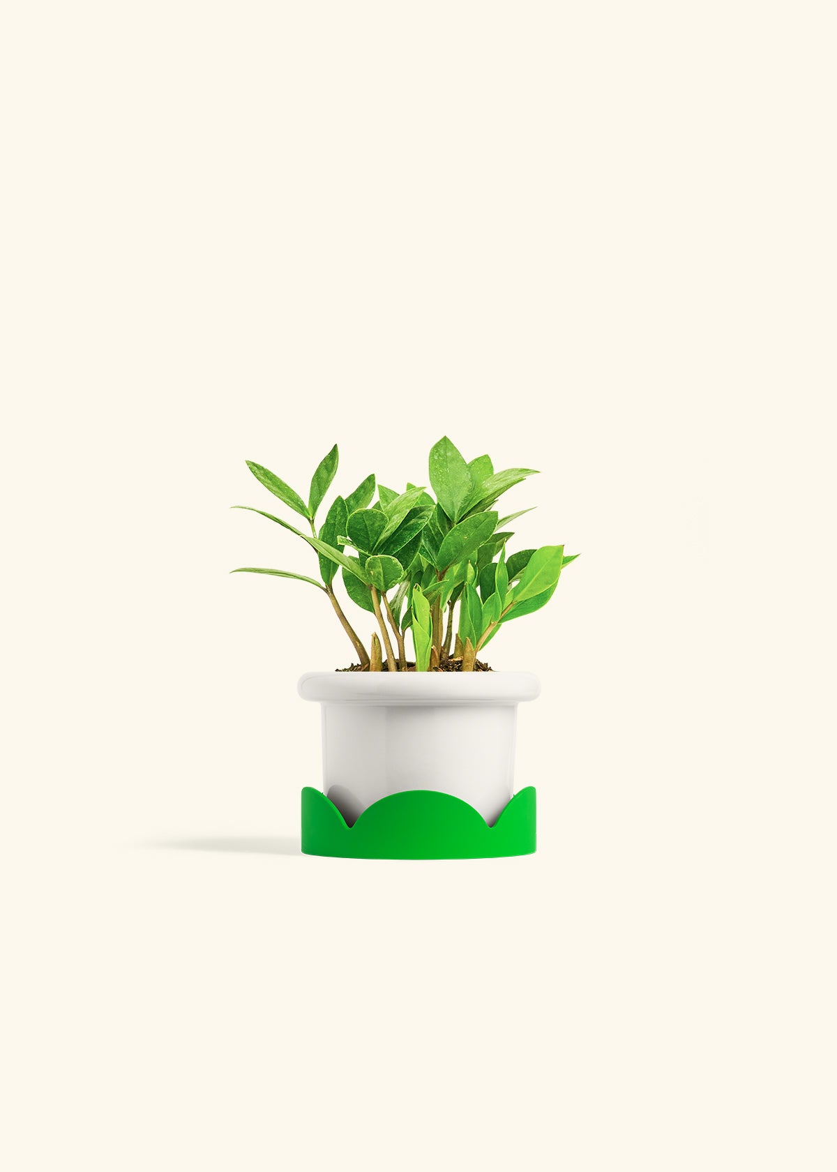 ZZ Plant in a 4 inches Fat Lip White Planter in a Shamrock Petal Drip Tray