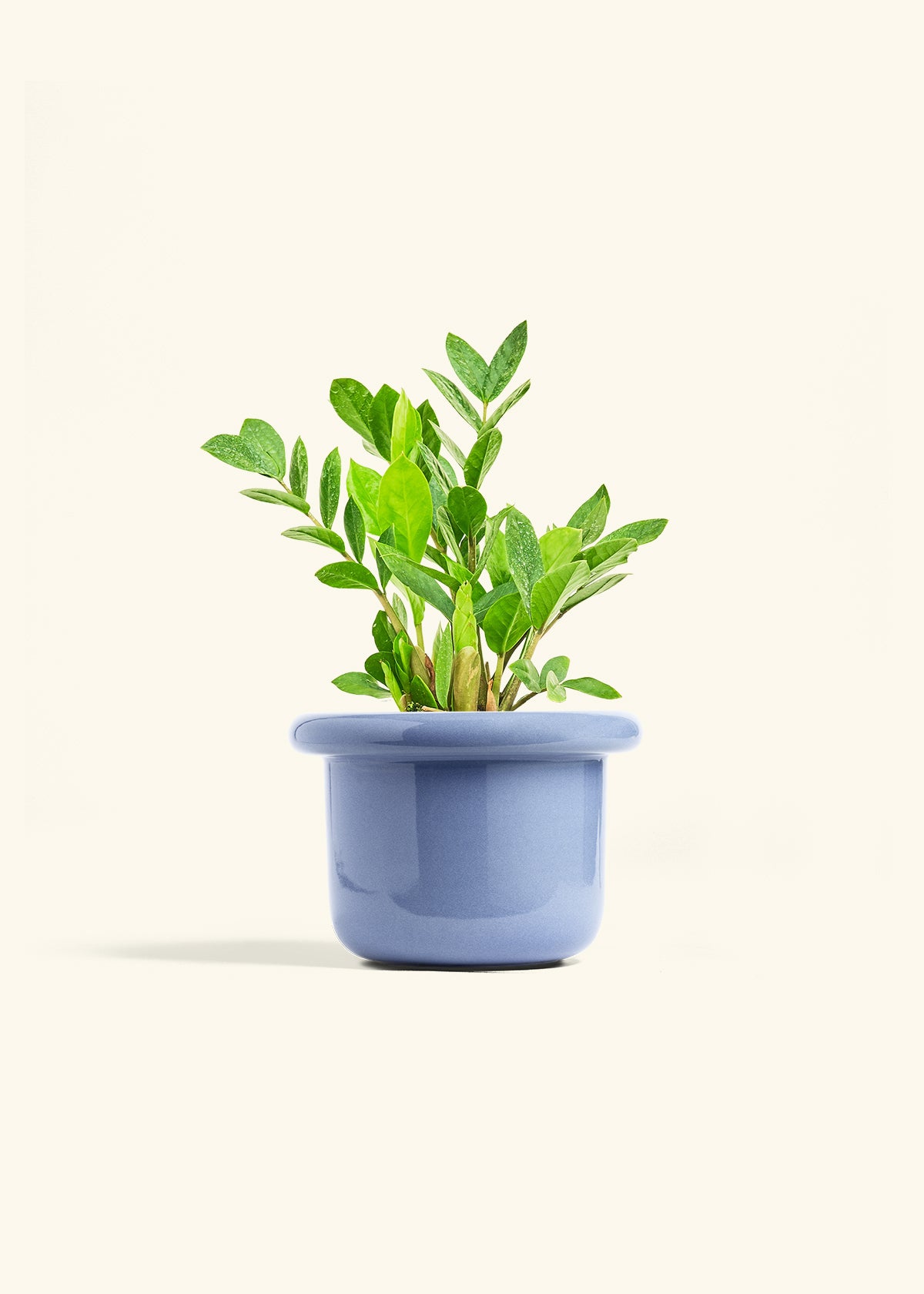 ZZ Plant in a 6 inches Fat Lip Blue Planter 