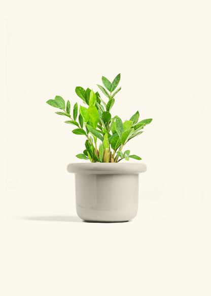 ZZ Plant in a 6 inches Fat Lip Oat Planter 