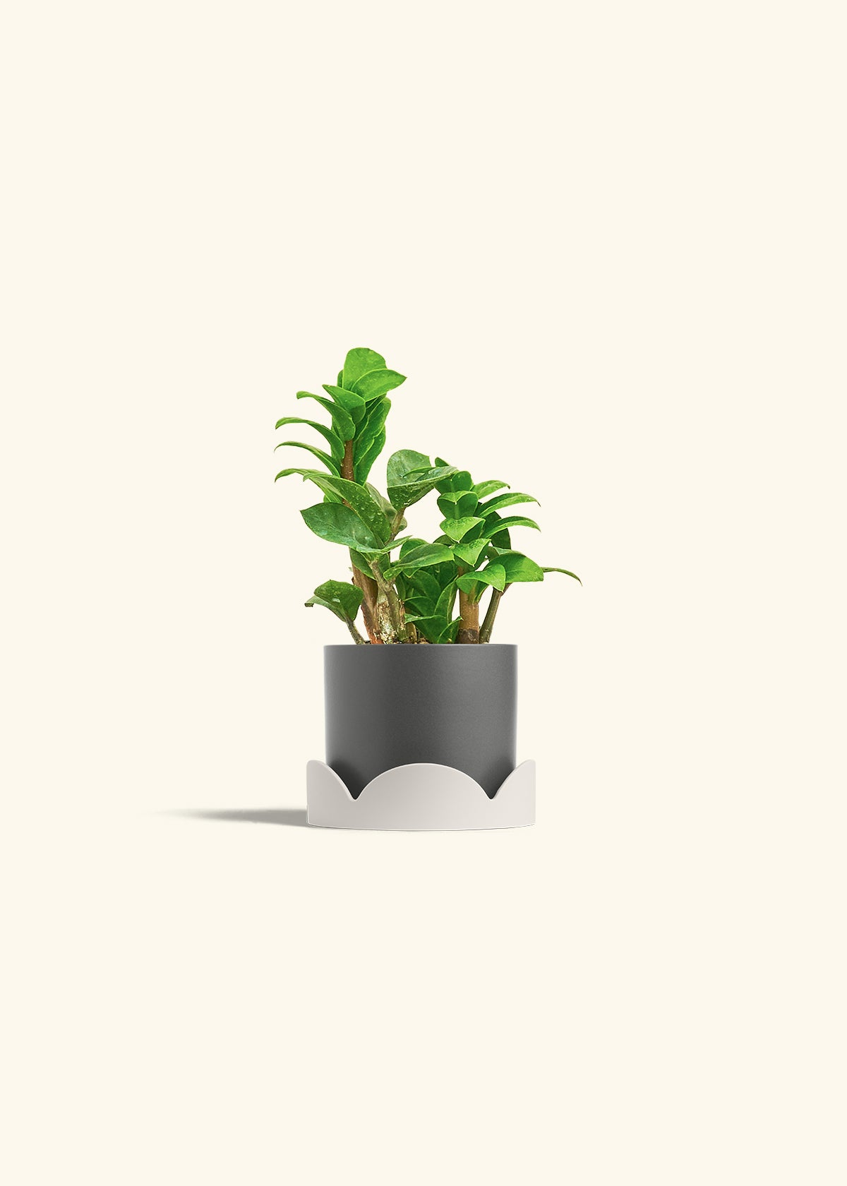 Zenzi ZZ Plant in a 4 inches Charcoal Classic Cylinder Planter in a Oat Petal Drip Tray