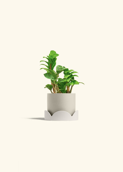 Zenzi ZZ Plant in a 4 inches Oat Classic Cylinder Planter in a Oat Petal Drip Tray