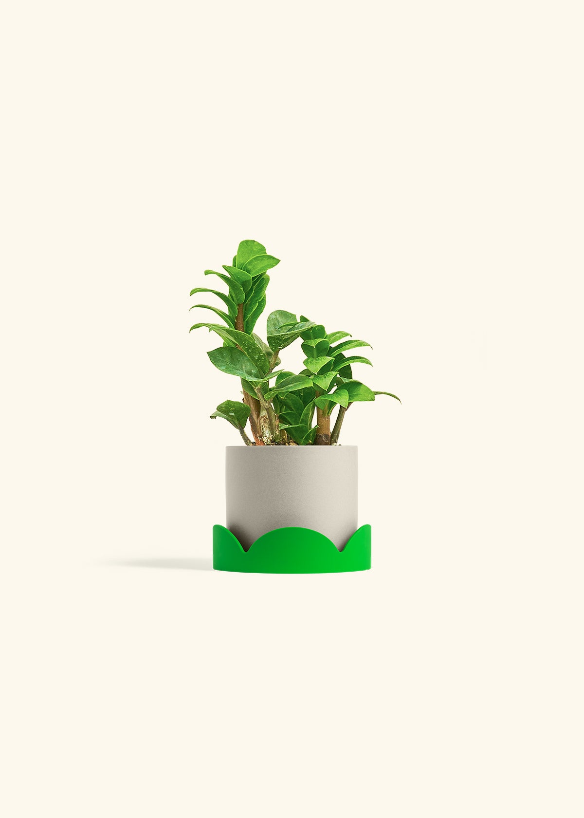Zenzi ZZ Plant in a 4 inches Oat Classic Cylinder Planter in a Shamrock Petal Drip Tray