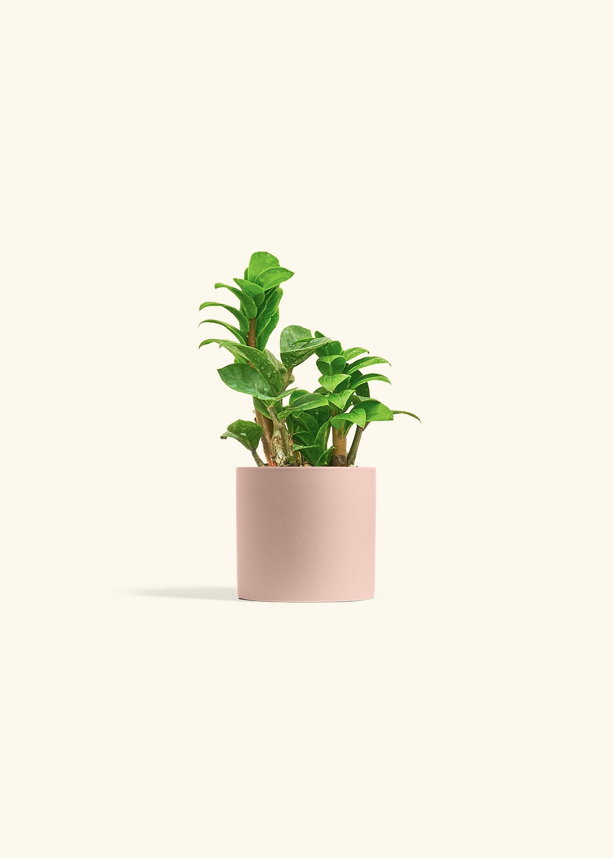 Zenzi ZZ Plant in a 4 inches Pink Classic Cylinder Planter 